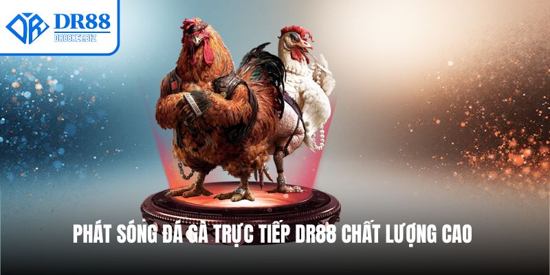 Phát sóng đá gà trực tiếp DR88 chất lượng cao