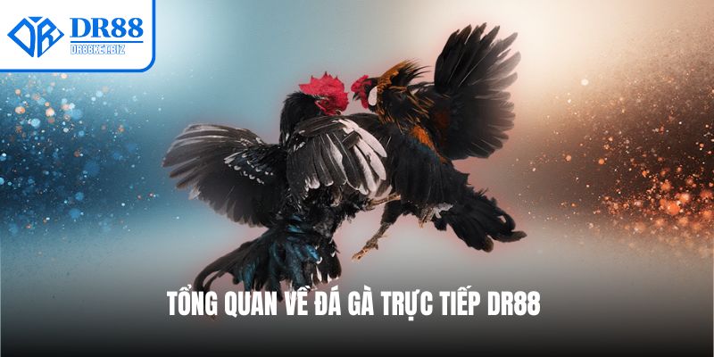 Tổng quan về đá gà trực tiếp DR88